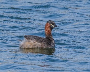 Little Grebe 大洗港 Sat, 4/13/2024