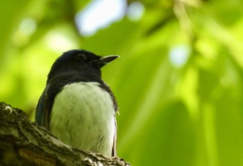 Blue-and-white Flycatcher 鶴舞公園(名古屋) Wed, 4/17/2024