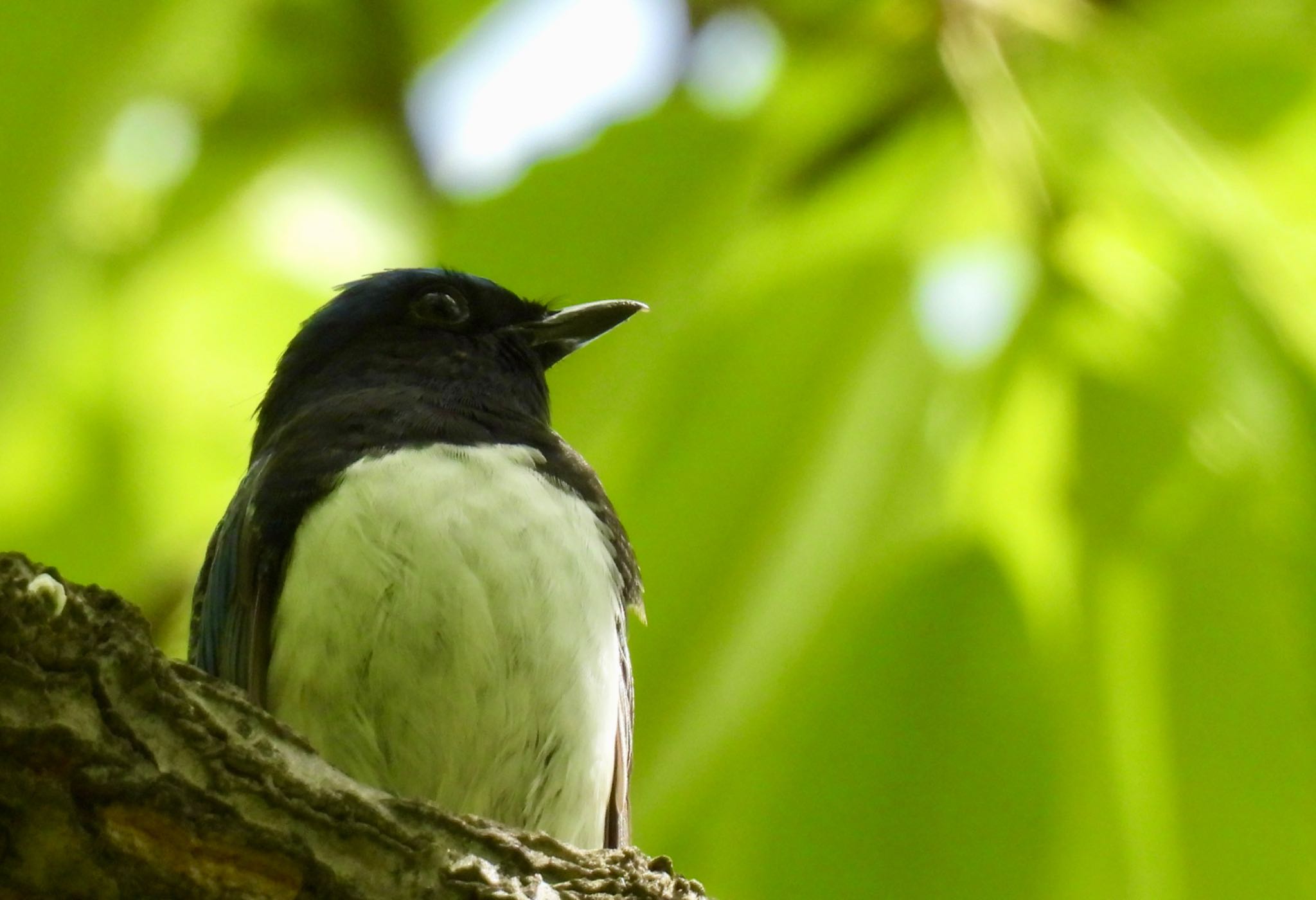 Blue-and-white Flycatcher