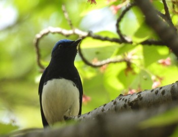 Blue-and-white Flycatcher 鶴舞公園(名古屋) Wed, 4/17/2024