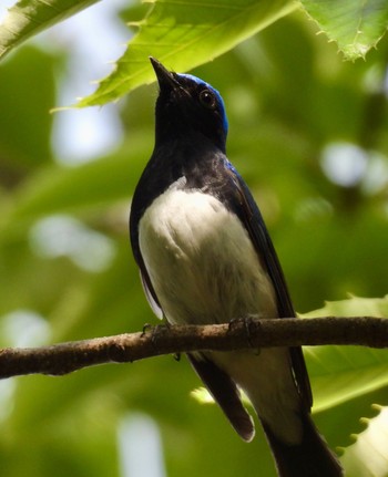 Blue-and-white Flycatcher 鶴舞公園(名古屋) Wed, 4/17/2024