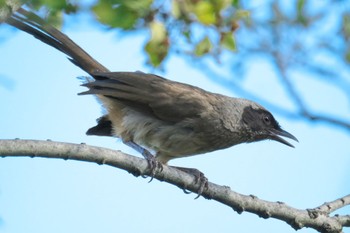 Masked Laughingthrush 多摩川 Sun, 9/4/2022