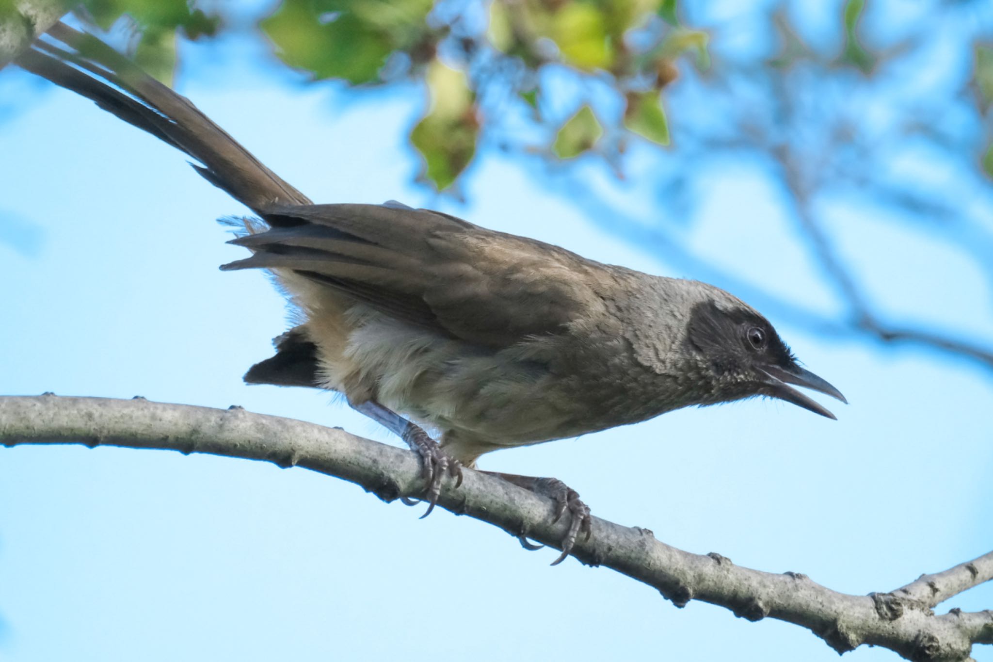 Photo of Masked Laughingthrush at 多摩川 by 015