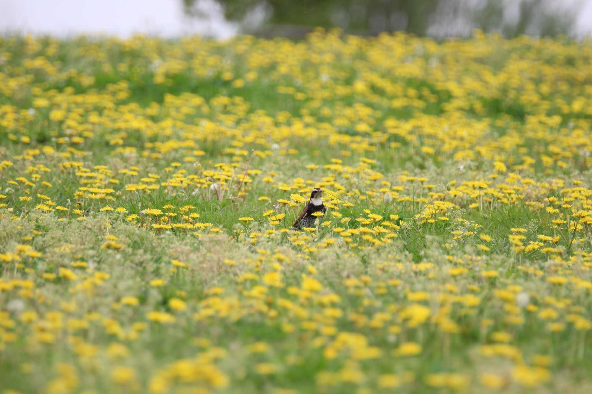 Photo of Dusky Thrush at 山田池公園 by Ryoji-ji