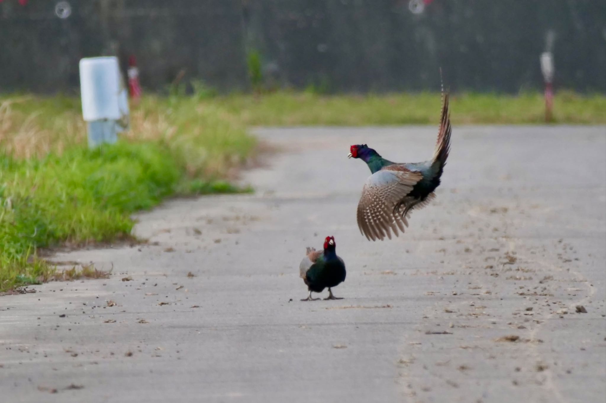 Photo of Green Pheasant at 知多市