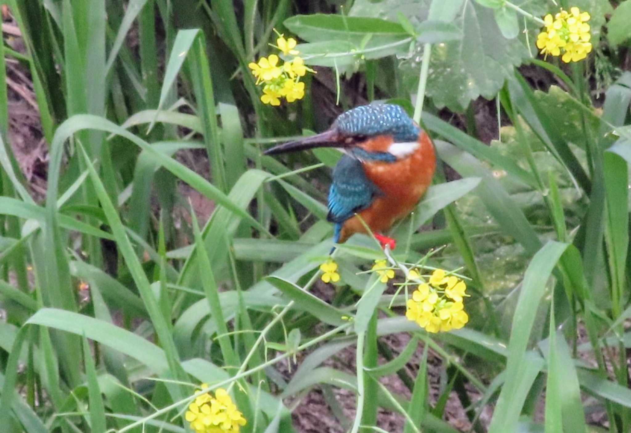 菜花とカワセミ