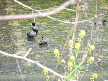 Eurasian Coot 天野川 Sun, 4/7/2024