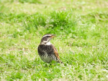 Dusky Thrush 淀川河川公園 Sun, 4/7/2024