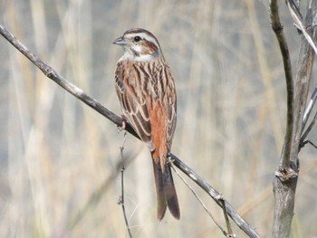 Meadow Bunting 淀川河川公園 Sun, 4/7/2024