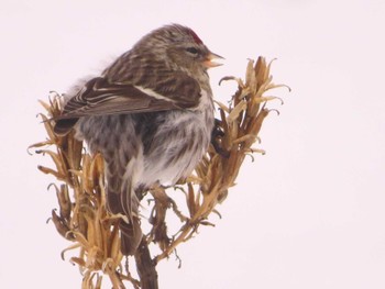 Common Redpoll Makomanai Park Fri, 1/26/2024