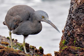 Pacific Reef Heron 真鶴岬 Sat, 4/6/2024