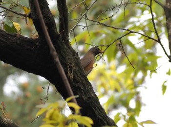 Brown-headed Thrush Koyaike Park Thu, 4/18/2024