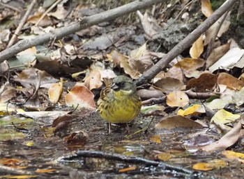 Masked Bunting Koyaike Park Thu, 4/18/2024