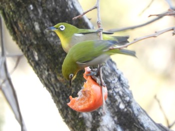 Warbling White-eye Kodomo Shizen Park Wed, 12/26/2018