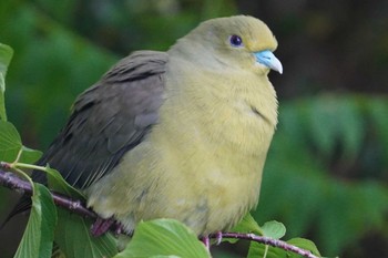 Ryukyu Green Pigeon Amami Island(General) Tue, 3/26/2024