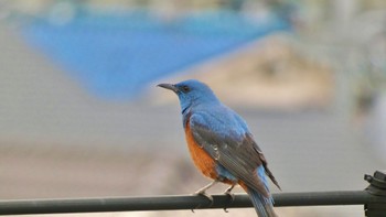 Blue Rock Thrush 自宅前 Sat, 4/6/2024