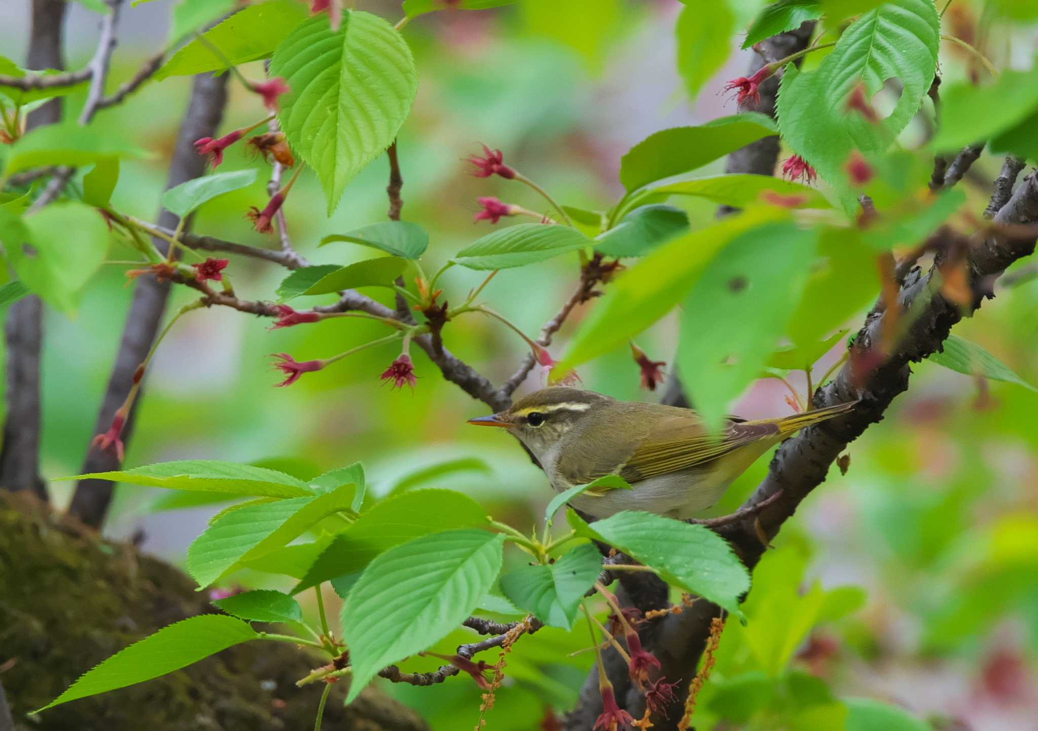 Photo of Eastern Crowned Warbler at 東京都