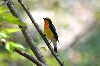 Narcissus Flycatcher 庄内緑地公園 Sun, 4/14/2024