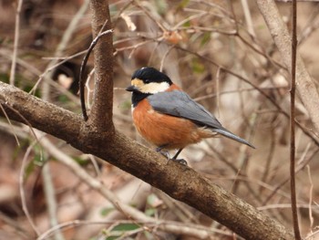 Varied Tit 桐生自然観察の森 Sat, 2/17/2024