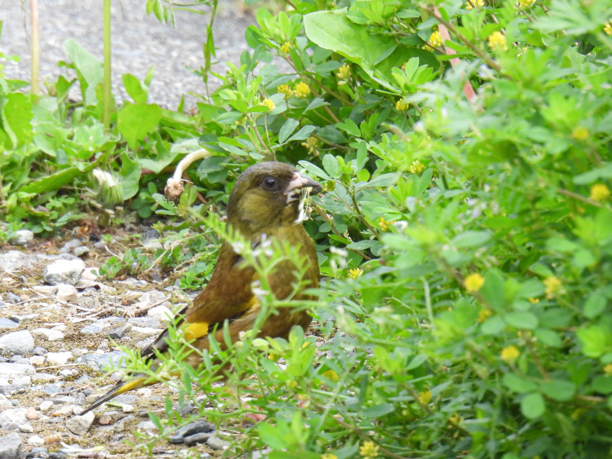 Photo of Grey-capped Greenfinch at 岐阜市