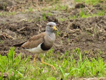 Grey-headed Lapwing 岐阜市 Thu, 4/18/2024