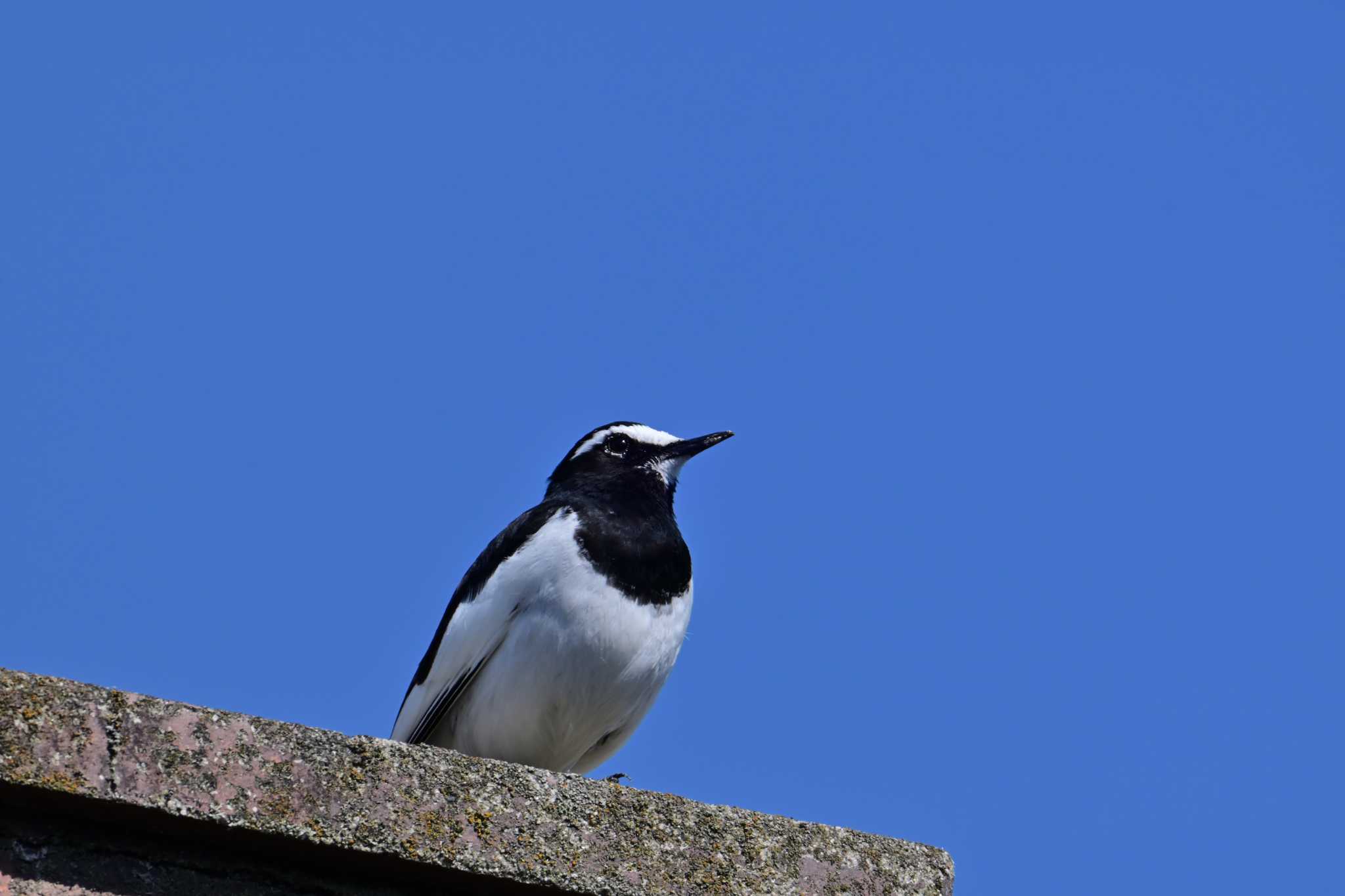 Japanese Wagtail