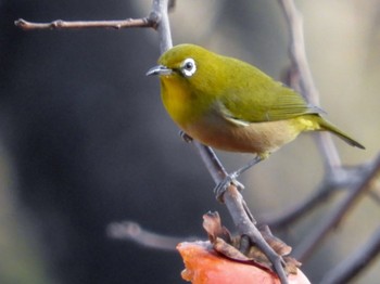 Warbling White-eye Kodomo Shizen Park Wed, 12/26/2018