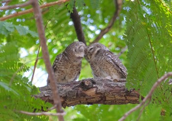 Spotted Owlet Wachirabenchathat Park(Suan Rot Fai) Wed, 4/17/2024