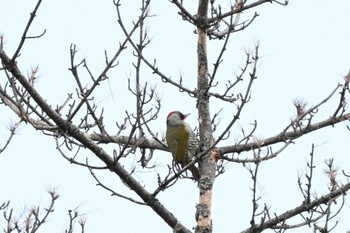 Japanese Green Woodpecker 三河湖園地 Wed, 4/10/2024