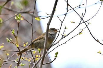 Japanese Bush Warbler 三河湖園地 Wed, 4/10/2024