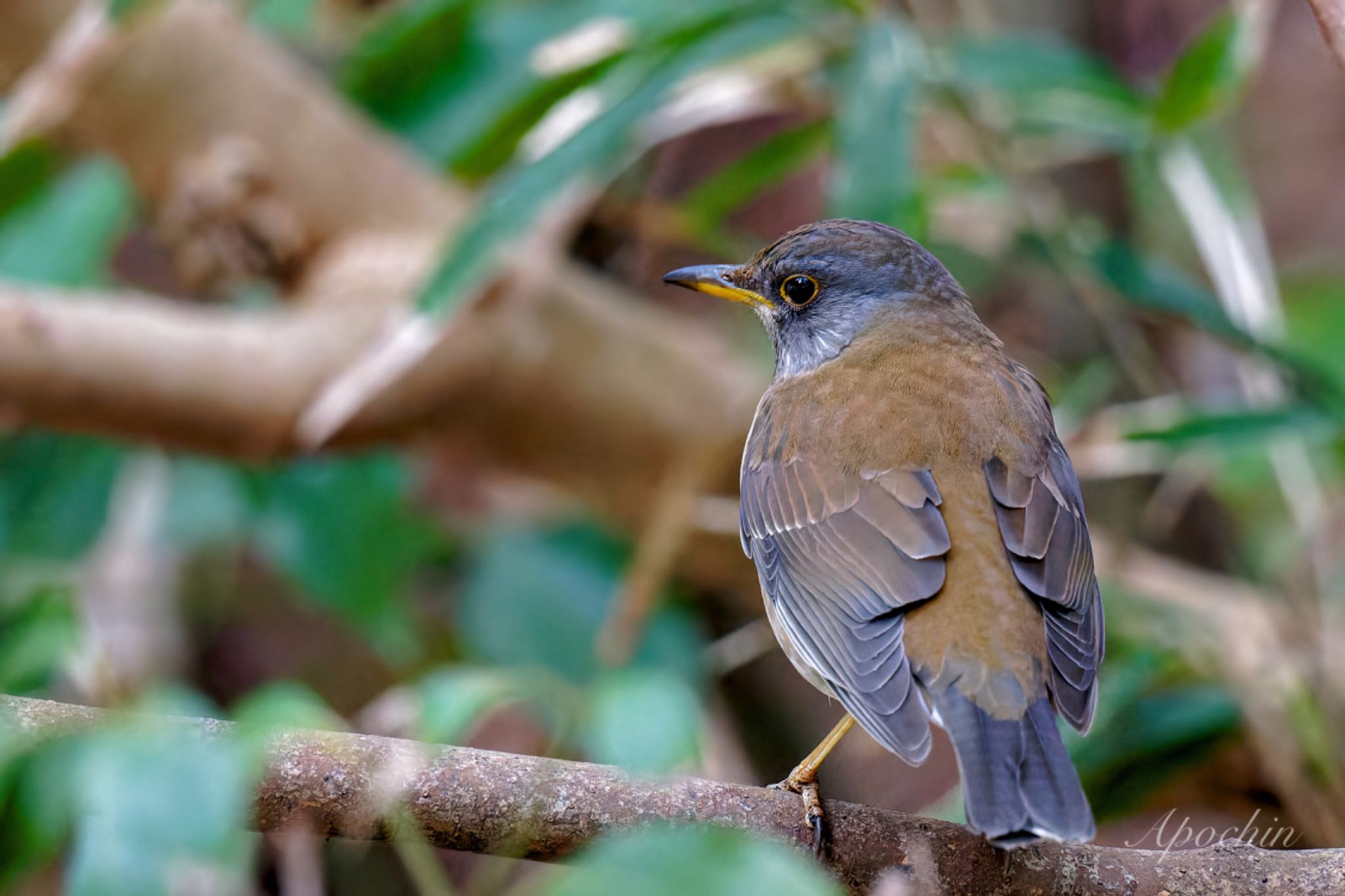 Photo of Pale Thrush at 真鶴岬 by アポちん