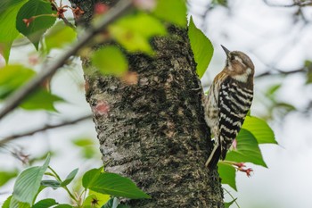 Japanese Pygmy Woodpecker 善福寺公園 Thu, 4/18/2024