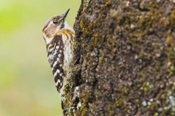 Japanese Pygmy Woodpecker 善福寺公園 Thu, 4/18/2024