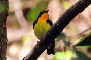 Narcissus Flycatcher 大町自然観察園 Wed, 4/17/2024