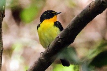 Narcissus Flycatcher 大町自然観察園 Wed, 4/17/2024