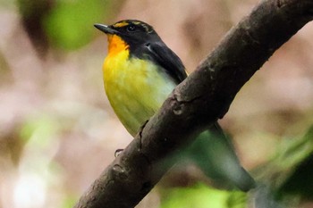 Narcissus Flycatcher 大町自然観察園 Wed, 4/17/2024