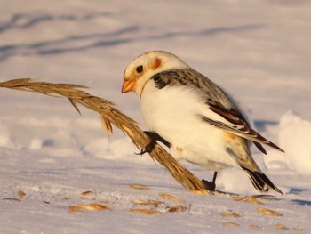 Snow Bunting 鵡川河口 Sun, 1/28/2024