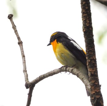 Narcissus Flycatcher 姫路市自然観察の森 Thu, 4/18/2024