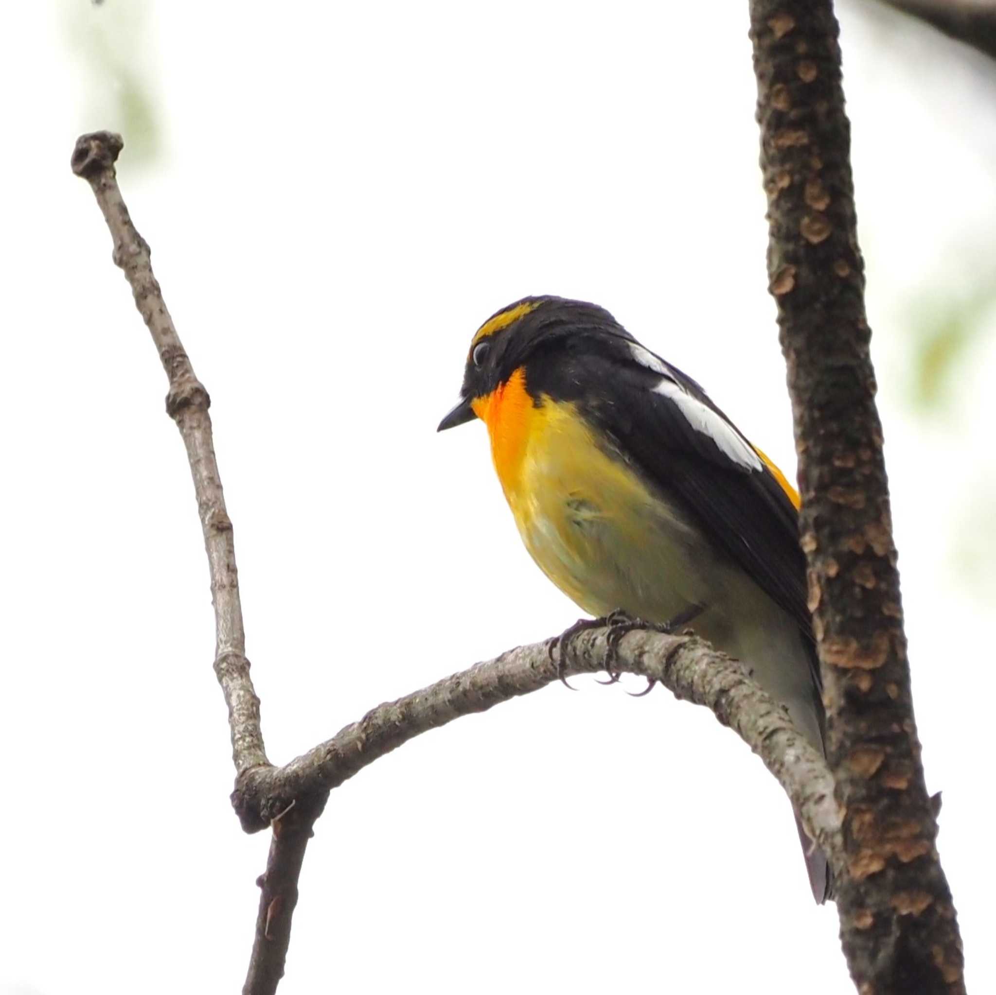 Photo of Narcissus Flycatcher at 姫路市自然観察の森 by しんちゃん