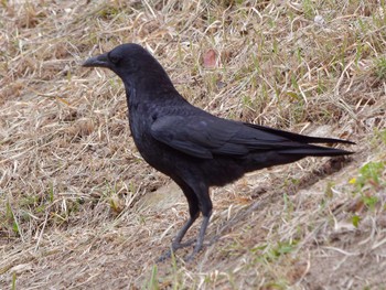 Carrion Crow 横浜市立金沢自然公園 Thu, 4/18/2024