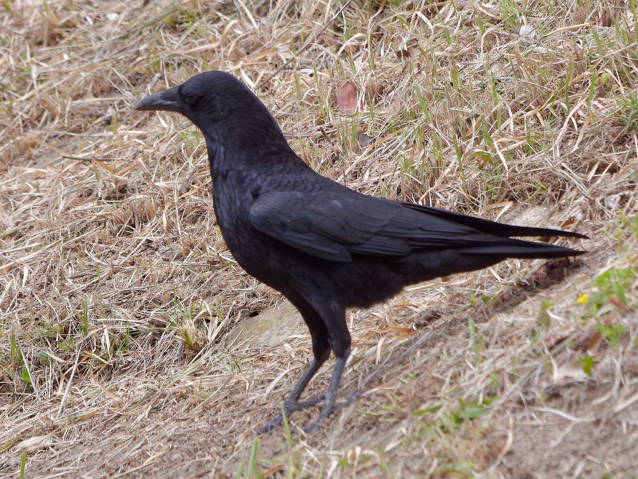 Photo of Carrion Crow at 横浜市立金沢自然公園 by しおまつ