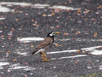 White-cheeked Starling 横浜市立金沢自然公園 Thu, 4/18/2024