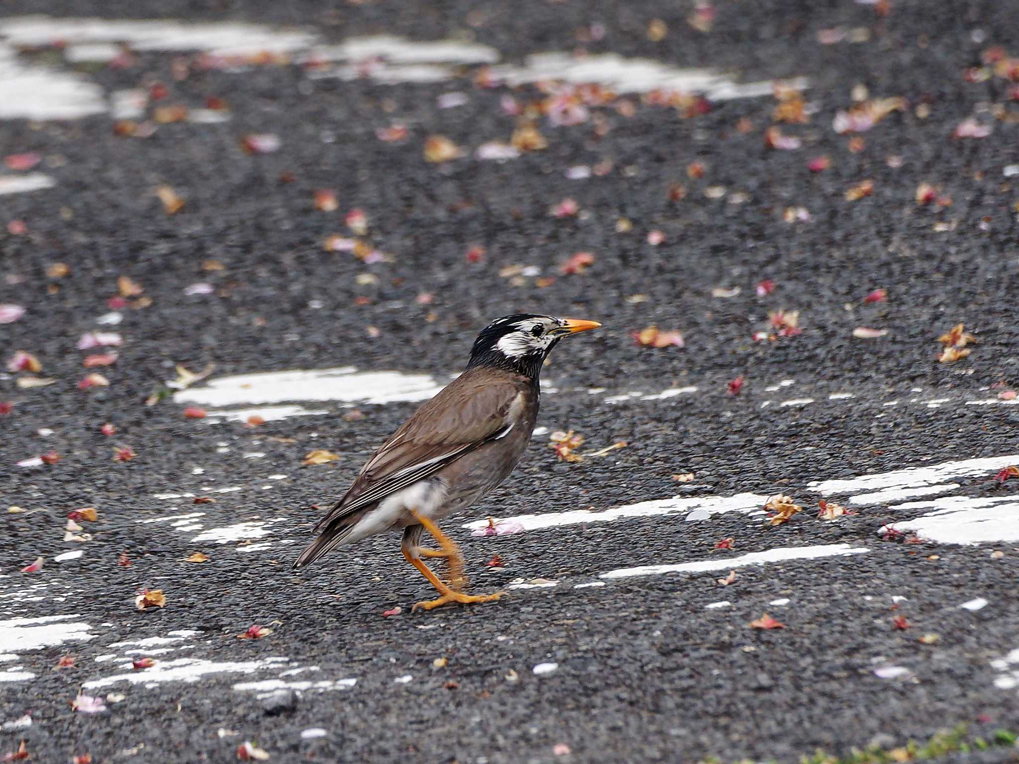 Photo of White-cheeked Starling at 横浜市立金沢自然公園 by しおまつ