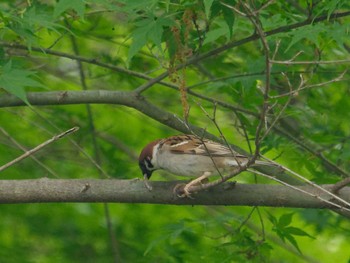 Eurasian Tree Sparrow 横浜市立金沢自然公園 Thu, 4/18/2024