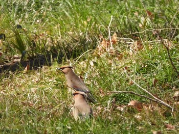 Japanese Waxwing Kitamoto Nature Observation Park Fri, 3/22/2024