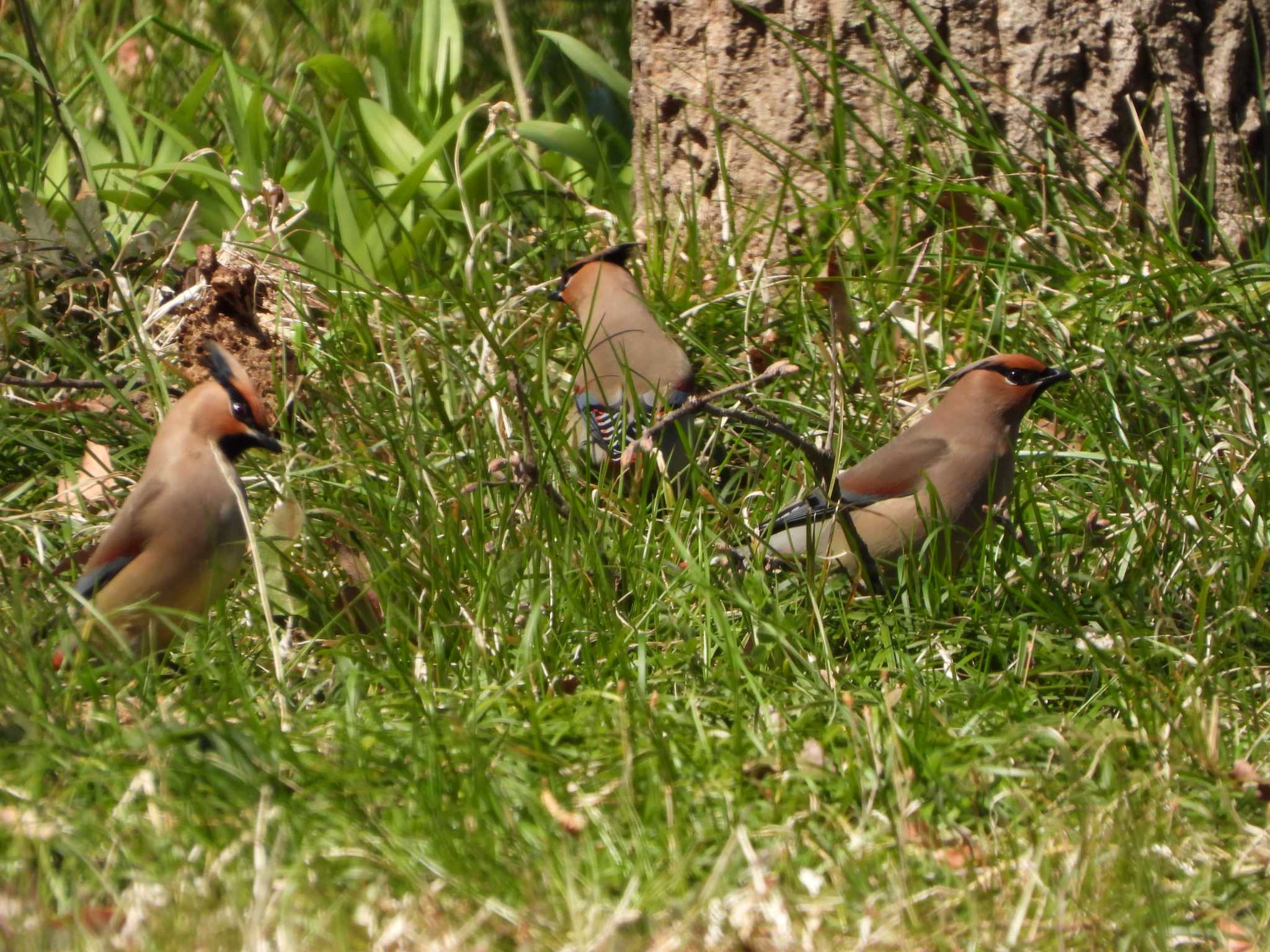 Photo of Japanese Waxwing at Kitamoto Nature Observation Park by ときちゃん（ibis）