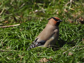 Japanese Waxwing Kitamoto Nature Observation Park Fri, 3/22/2024