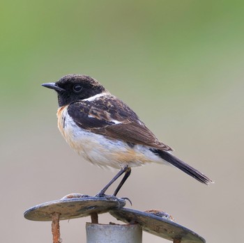 Amur Stonechat 岩手県 Thu, 4/18/2024