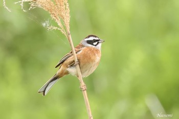 Meadow Bunting 多摩川二ヶ領宿河原堰 Thu, 4/18/2024