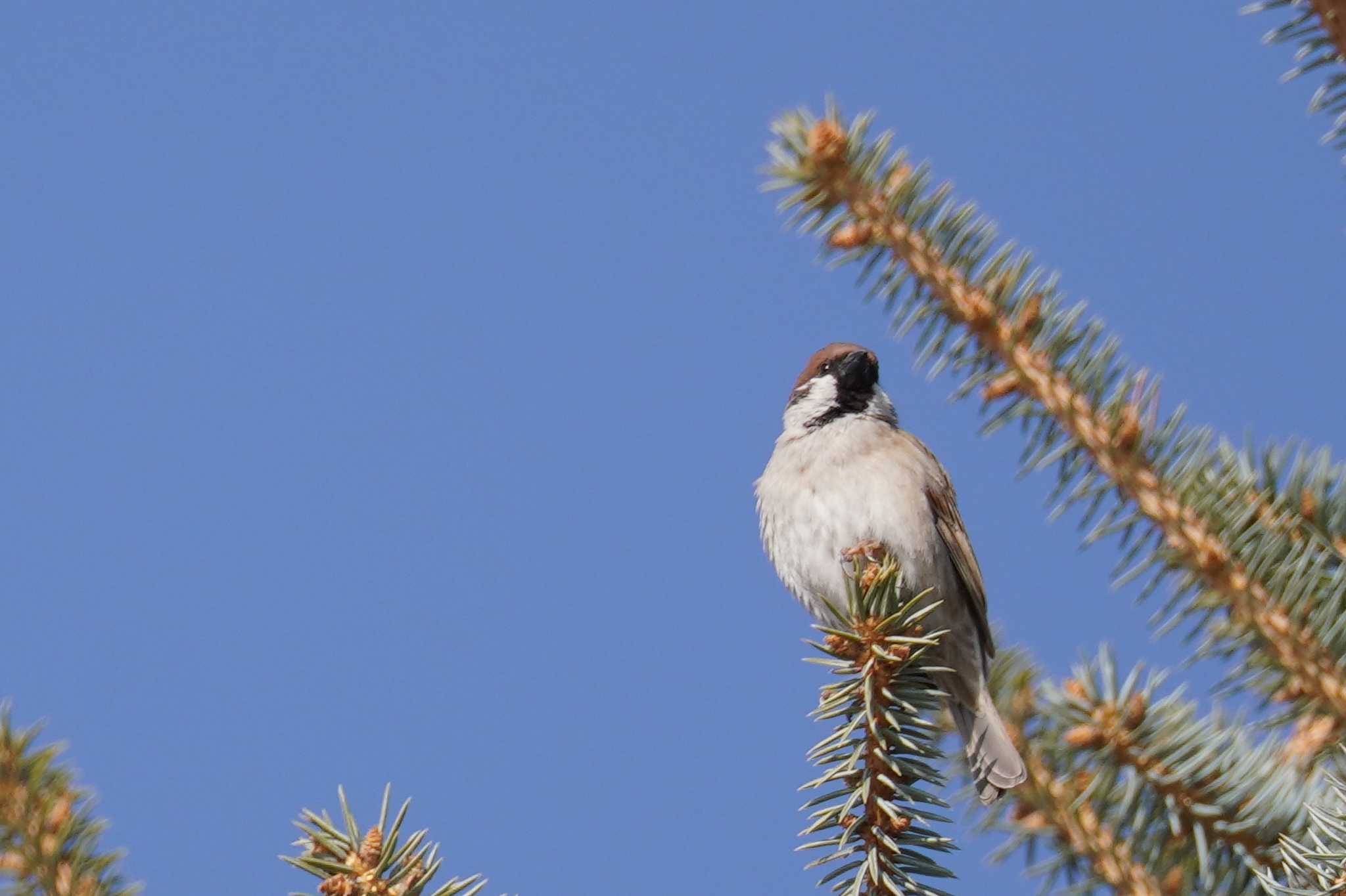 Photo of Eurasian Tree Sparrow at Makomanai Park by くまちん